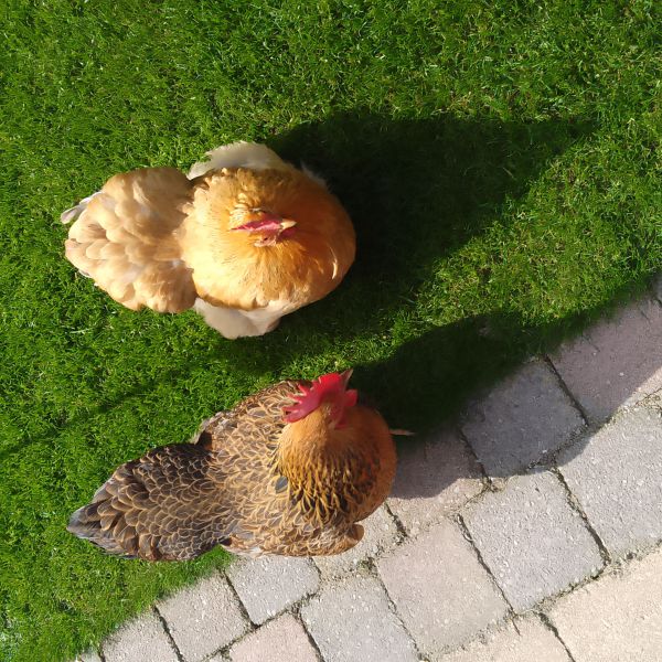 Duck en Pluck uit Breda zoekt een Vogeloppas