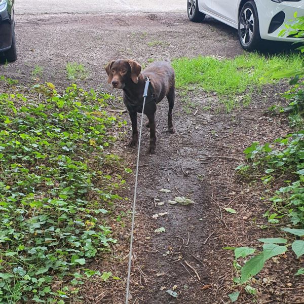 Storm uit Nunspeet zoekt een Hondenoppas