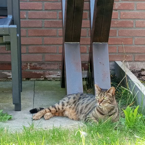 Momo uit Ermelo zoekt een Kattenoppas