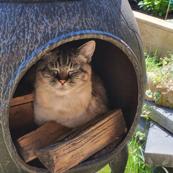 gucci uit Steenwijk zoekt een Kattenoppas