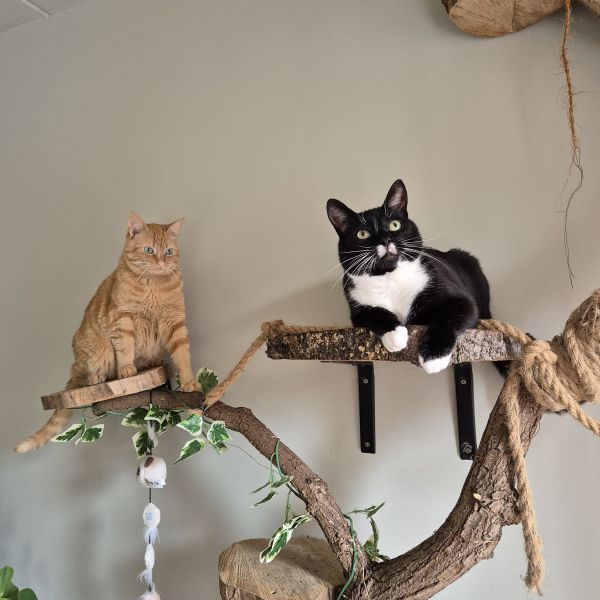 Thor, Loki uit Koudekerk Aan Den Rijn zoekt een Kattenoppas