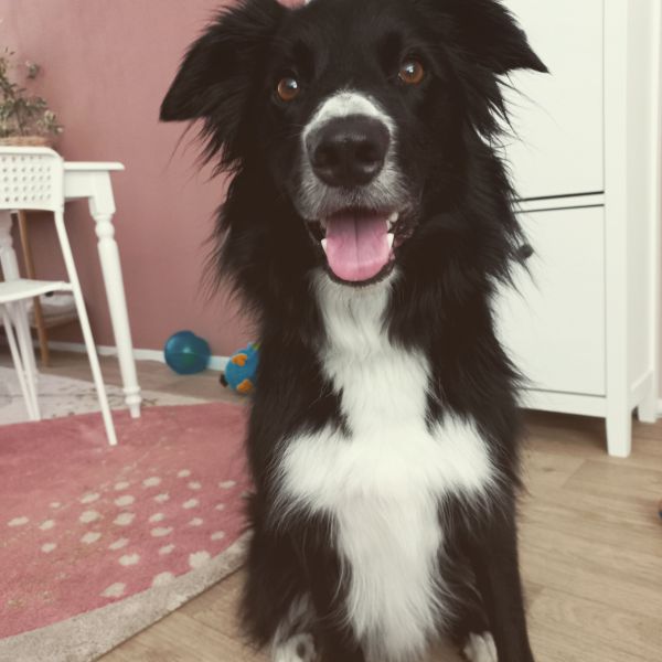 Buddy uit Vlissingen zoekt een Hondenoppas