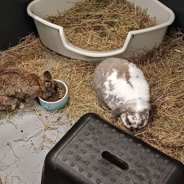 Bette, George uit Zutphen zoekt een Knaagdierenoppas