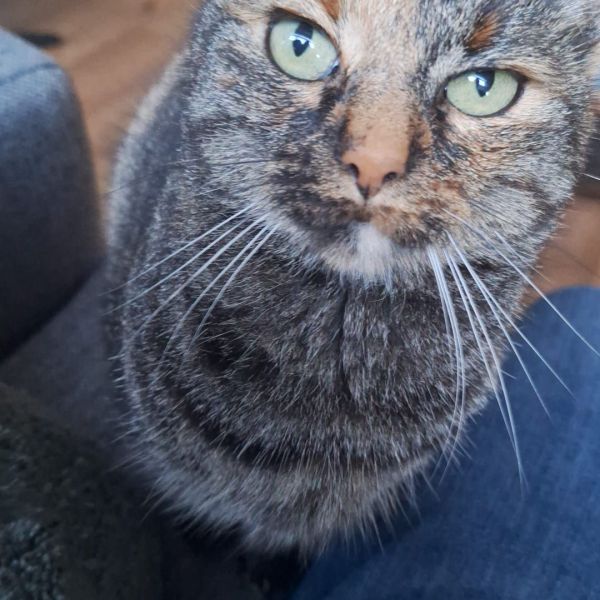 Dolly, Loeki uit Middelburg zoekt een Kattenoppas