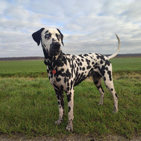 Noah uit Nieuwe Pekela zoekt een Hondenoppas