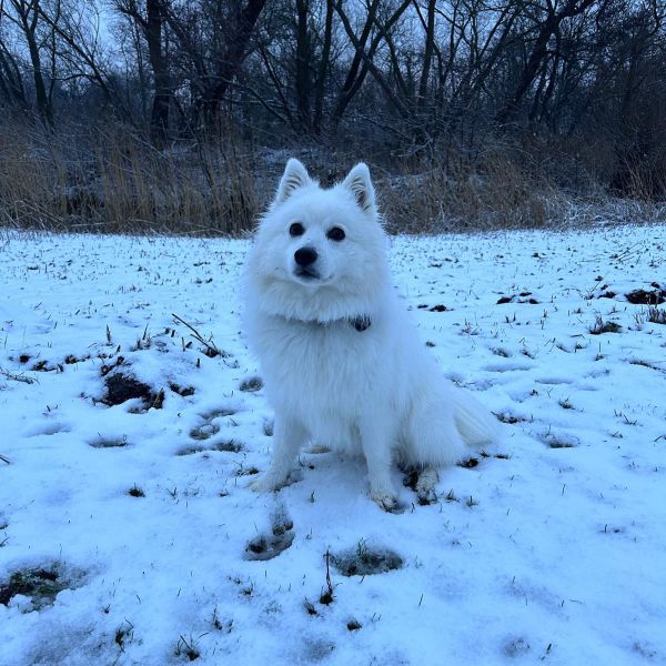 Lola uit Zevenhuizen zoekt een Hondenoppas