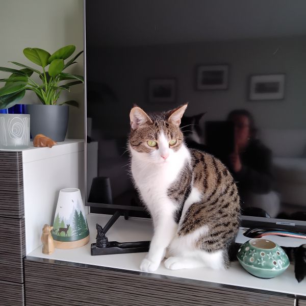 Gizmo, Puck uit Kudelstaart zoekt een Kattenoppas