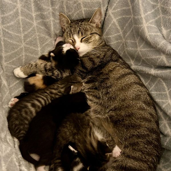 Lilou uit Alkmaar zoekt een Kattenoppas