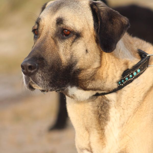 Siva, Kaya uit Kwadijk zoekt een Hondenoppas