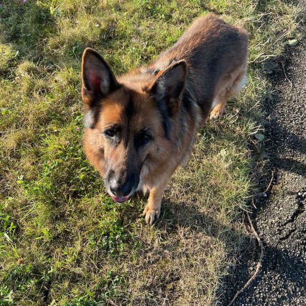 Floortje, Harley uit Termunterzijl zoekt een Hondenoppas