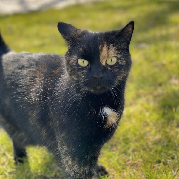 Wubbo, Fien uit Bilthoven zoekt een Kattenoppas