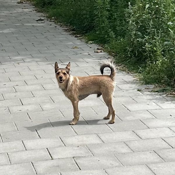 Leo, John, Bootz uit Den Haag zoekt een Hondenoppas