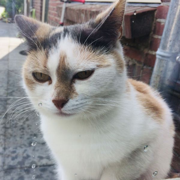 Kasi, Jane uit Eindhoven zoekt een Kattenoppas