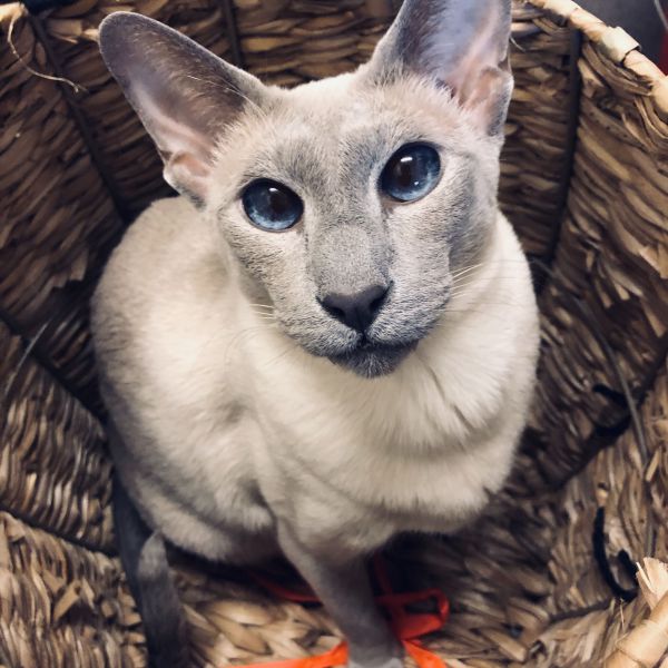 Azul, Lilly uit Heusden Gem Asten zoekt een Kattenoppas