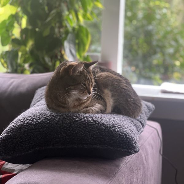 Bubbles, Muppet uit Amsterdam zoekt een Kattenoppas