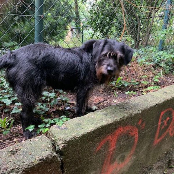 Molly uit Wageningen zoekt een Hondenoppas