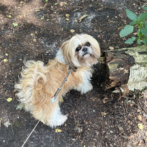 Nikki, Bella uit Amersfoort zoekt een Hondenoppas