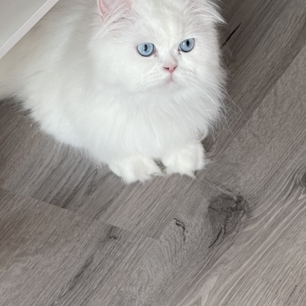 Murphy uit Apeldoorn zoekt een Kattenoppas