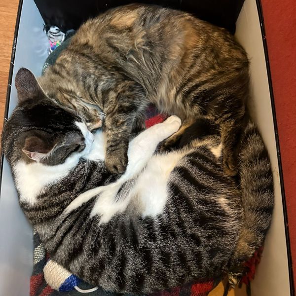 Sara, Oscar, Nina uit Bilthoven zoekt een Kattenoppas