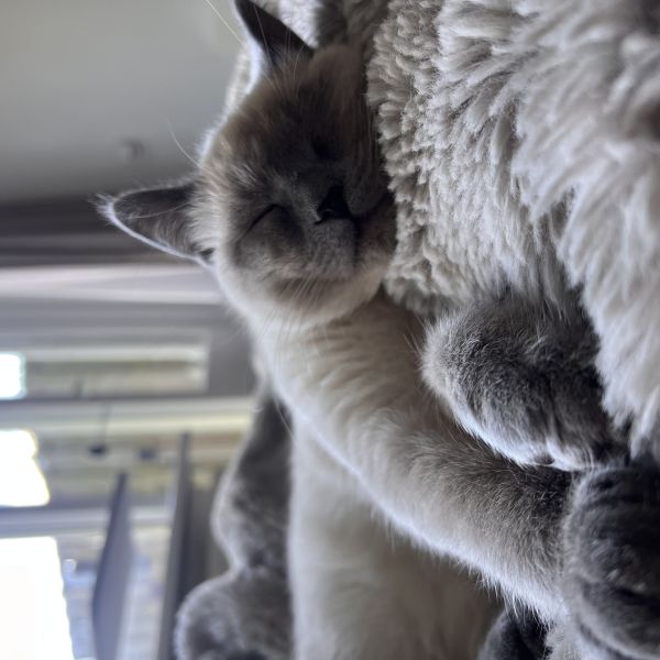 Cookie uit Den Haag zoekt een Kattenoppas