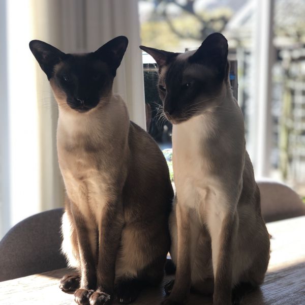 Sia & Mees uit Nieuw-Bergen zoekt een Kattenoppas