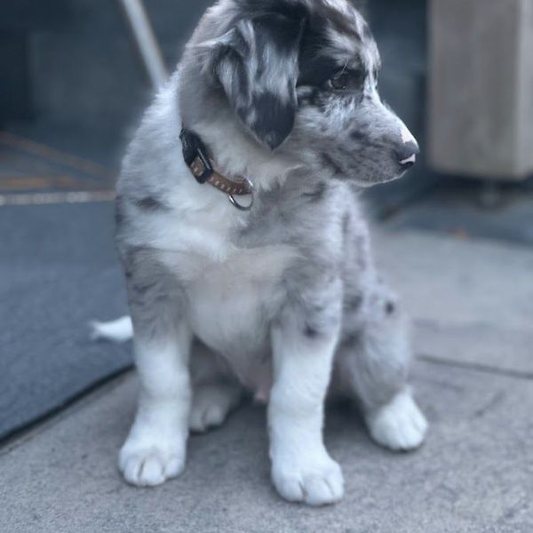 Thor uit Heerhugowaard zoekt een Hondenoppas