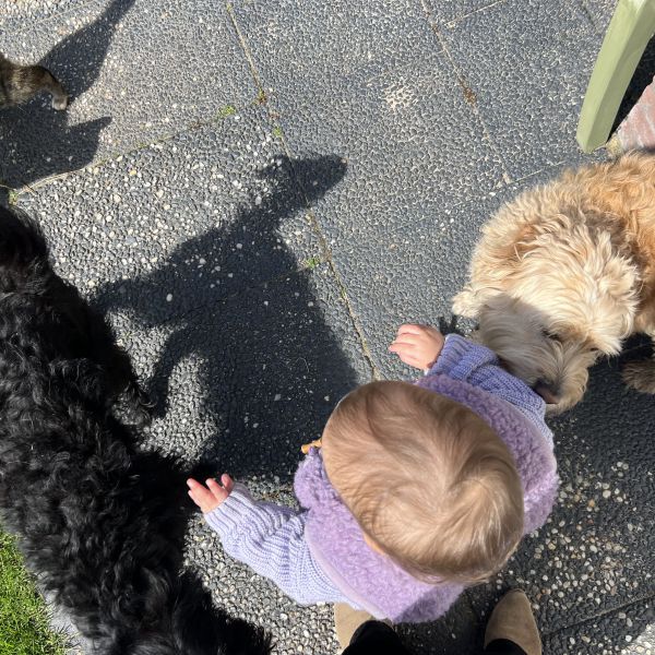 Frodo, Pepper uit Beek En Donk zoekt een Hondenoppas