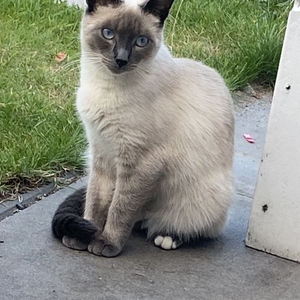 Marie uit Roelofarendsveen zoekt een Kattenoppas