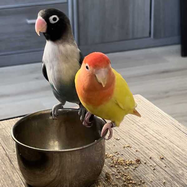 Houdini & Babette uit Almelo zoekt een Vogeloppas