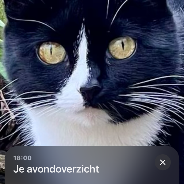 Poeska uit Chaam zoekt een Kattenoppas