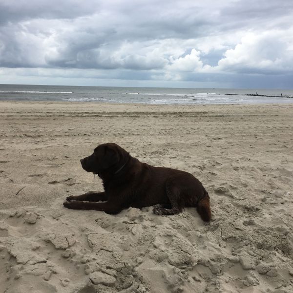 Charly uit Broek zoekt een Hondenoppas