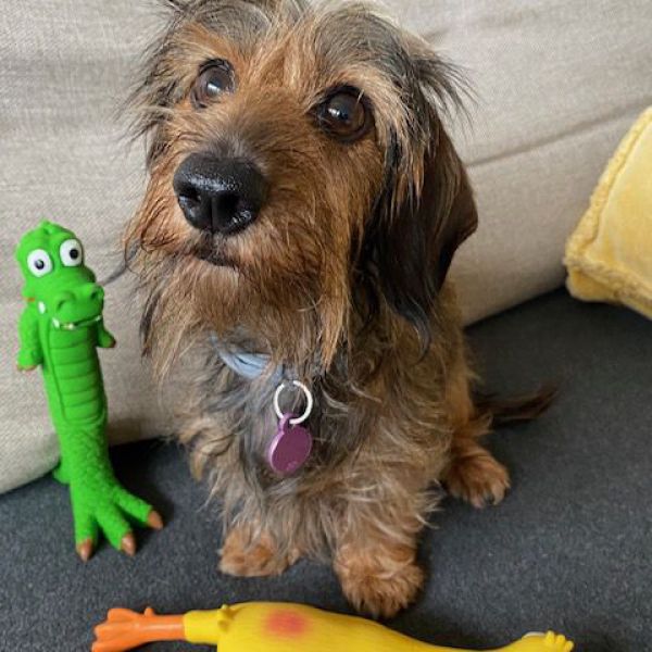 Ivy uit Cadier En Keer zoekt een Hondenoppas