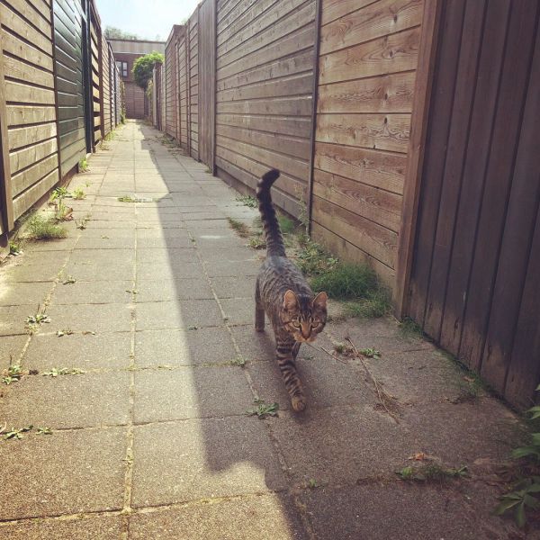 Silver uit Groningen zoekt een Kattenoppas