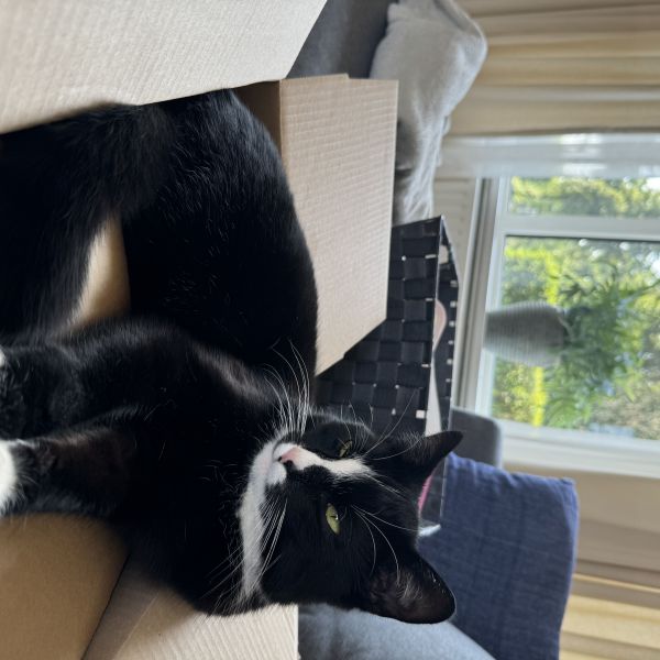 Oreo uit Volkel zoekt een Kattenoppas