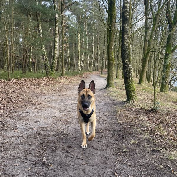 Dex uit Ijsselmuiden zoekt een Hondenoppas