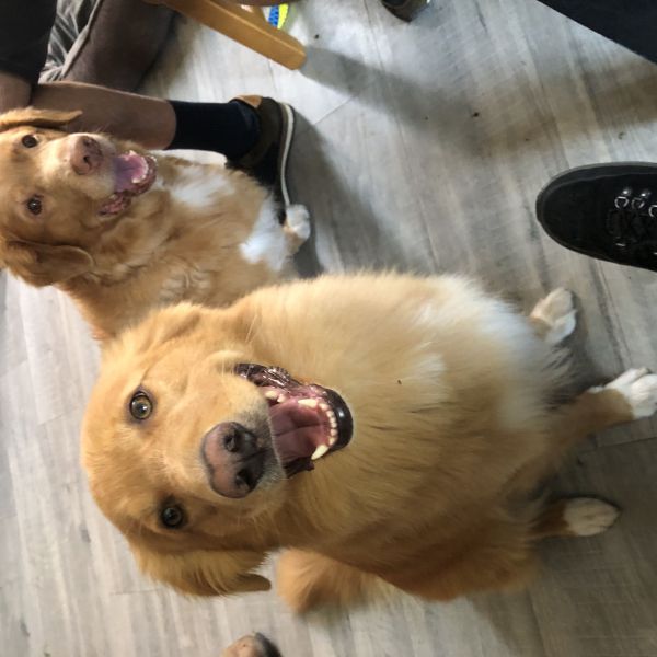 Joep, Buttons uit Arnhem zoekt een Hondenoppas