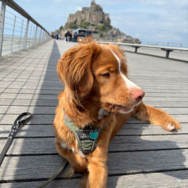 Filou uit Vlijmen zoekt een Hondenoppas