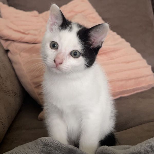 Lucky uit Tilburg zoekt een Kattenoppas