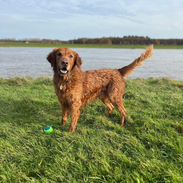 Falcor, Blinky, Mishka uit Welsum zoekt een Hondenoppas