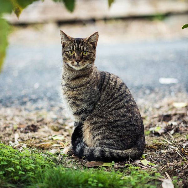 Kattenoppas mansour uit Venlo