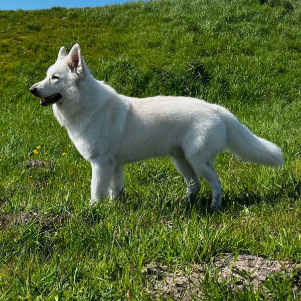 Pelle, Zwitserse witte herder uit Bergen Op Zoom zoekt een Hondenoppas