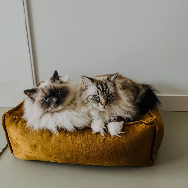 Mollie en Morris uit Maasbree zoekt een Kattenoppas