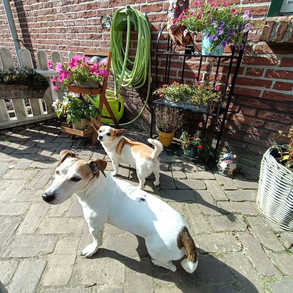 Hondenoppas VdWerff uit Venlo