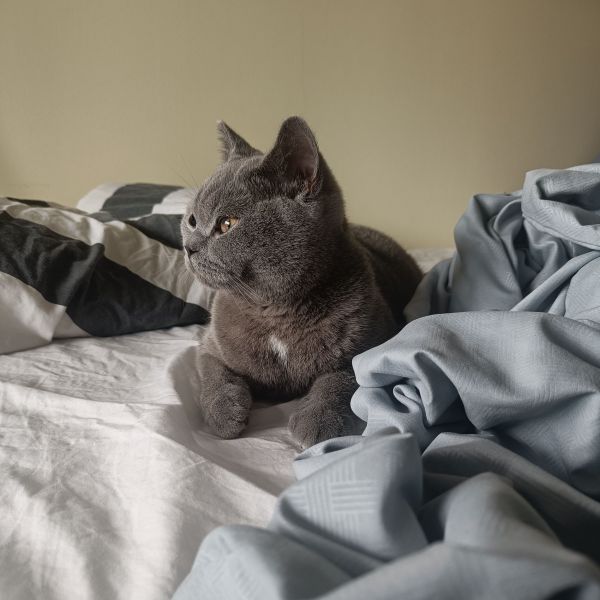 Harvey uit Utrecht zoekt een Kattenoppas