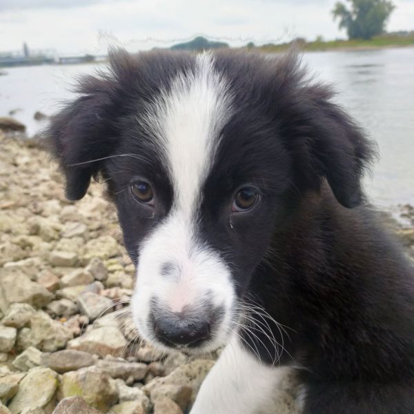 Klaus, Klaus uit Deventer zoekt een Hondenoppas