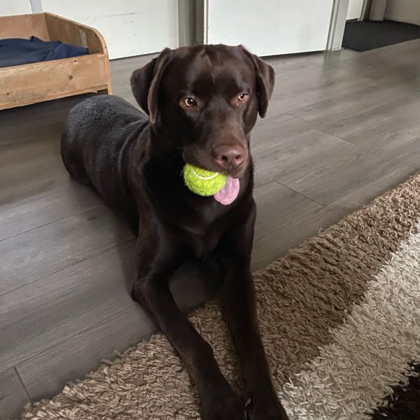 Wodan uit Buren, Gld zoekt een Hondenoppas