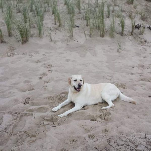 Luna, Gerry uit Eindhoven zoekt een Hondenoppas