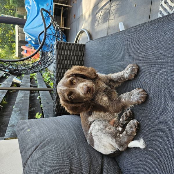 Frankie uit Den Helder zoekt een Hondenoppas