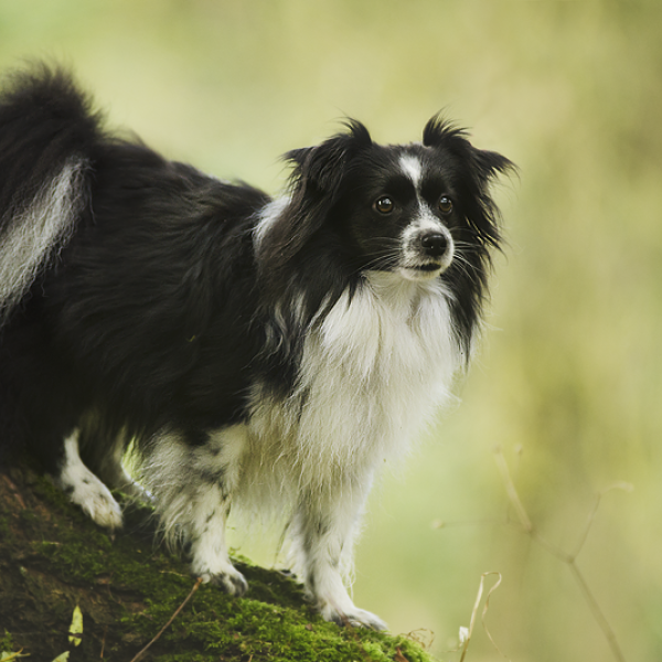 Buddy uit Capelle Aan Den Ijssel zoekt een Hondenoppas