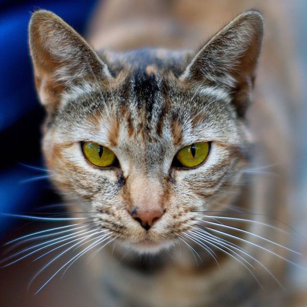 Karin uit Mill zoekt een Kattenoppas